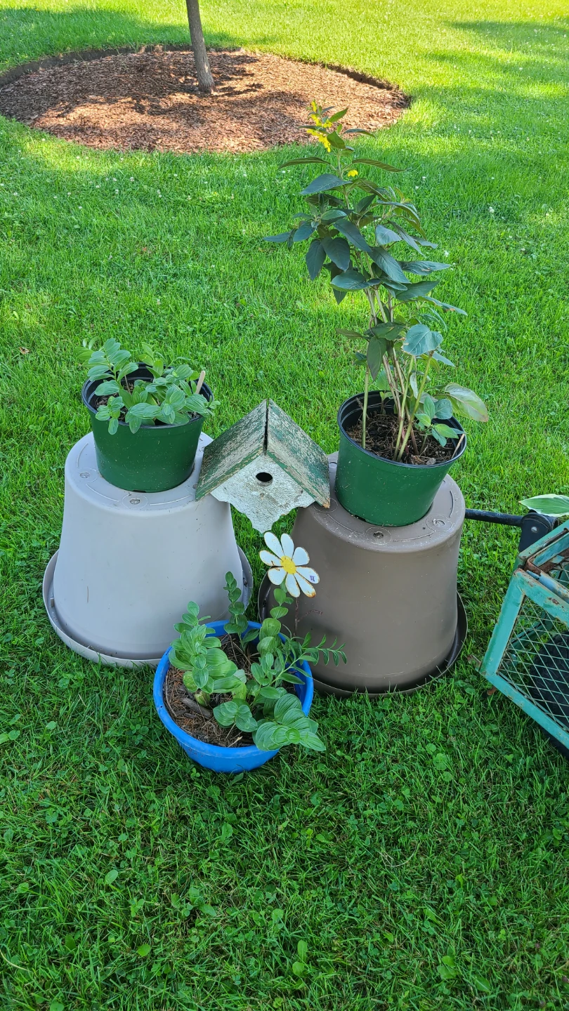 Assorted outdoor Plants $1 to $7 - photo 3