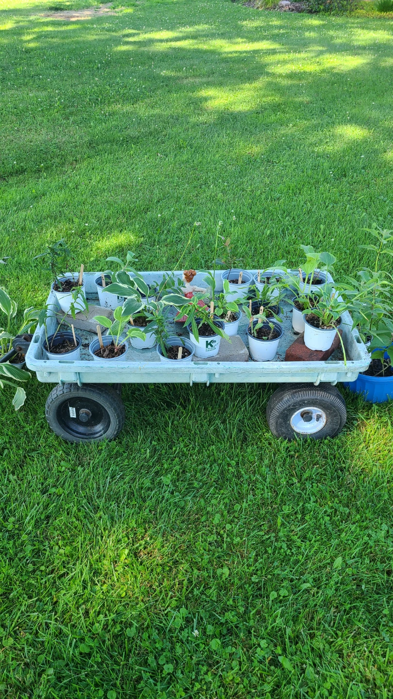 Assorted outdoor Plants $1 to $7 - photo 5
