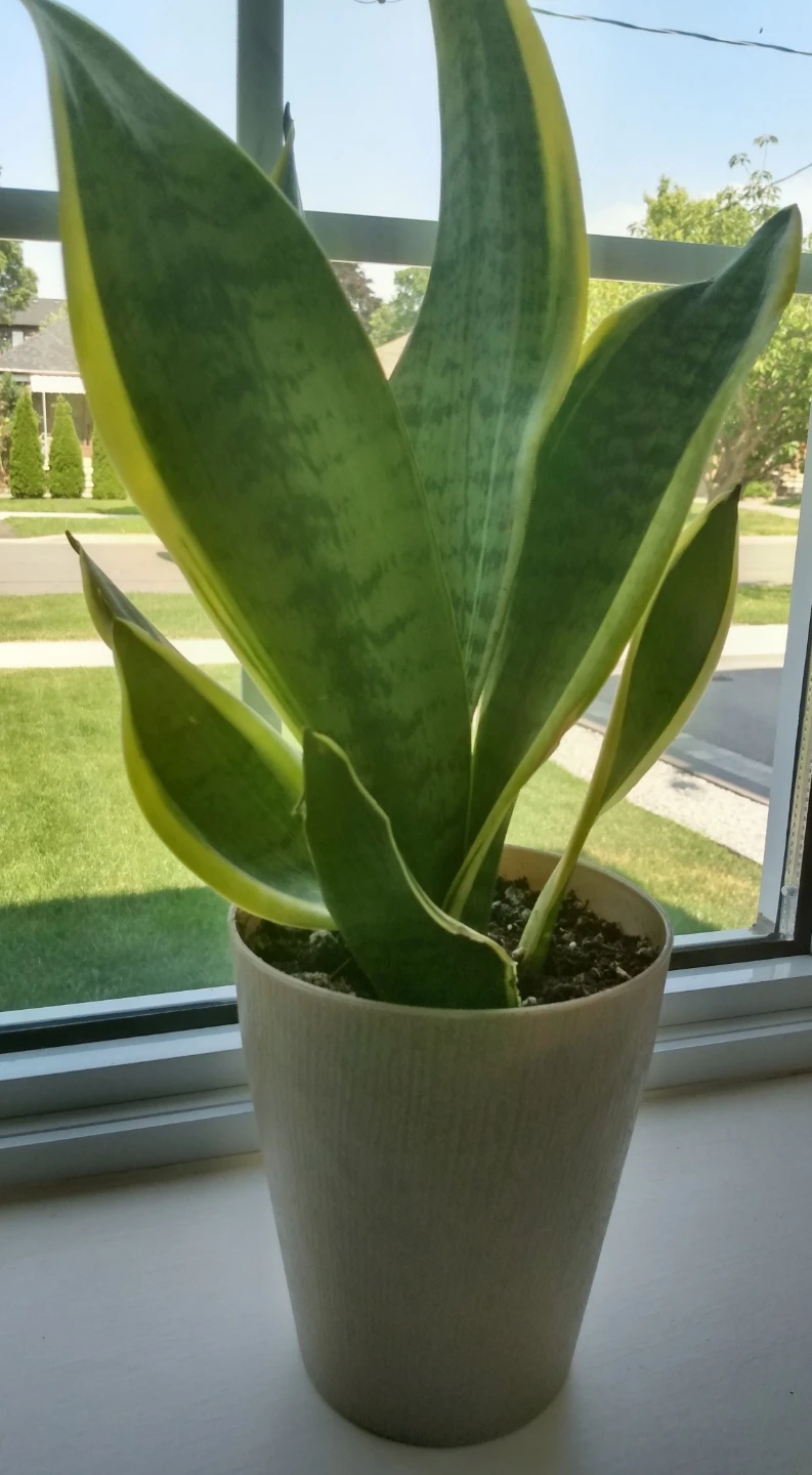 Healthy Live indoor Sansevieria Plant in Pot