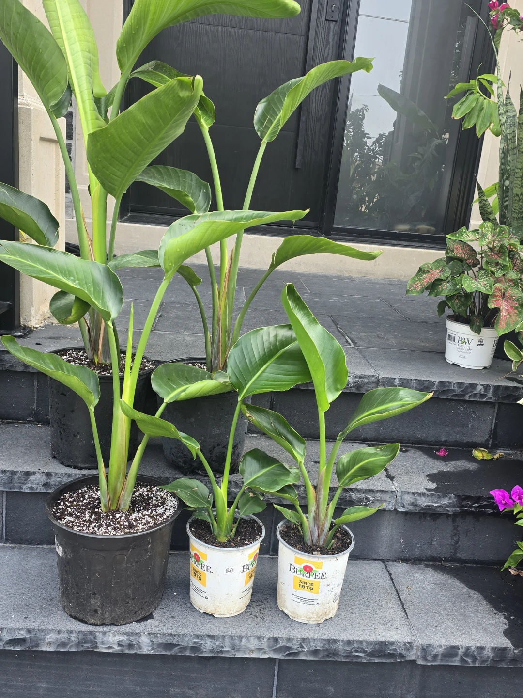 Bird of Paradise Plant Assortment