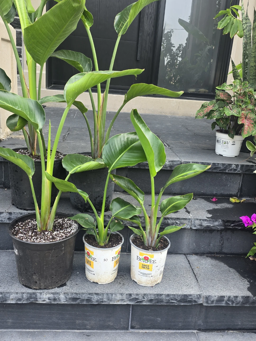 Bird of Paradise Plant Assortment - photo 2