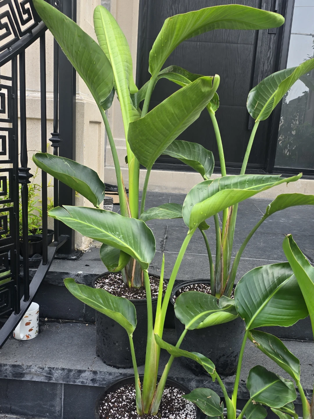 Bird of Paradise Plant Assortment - photo 3