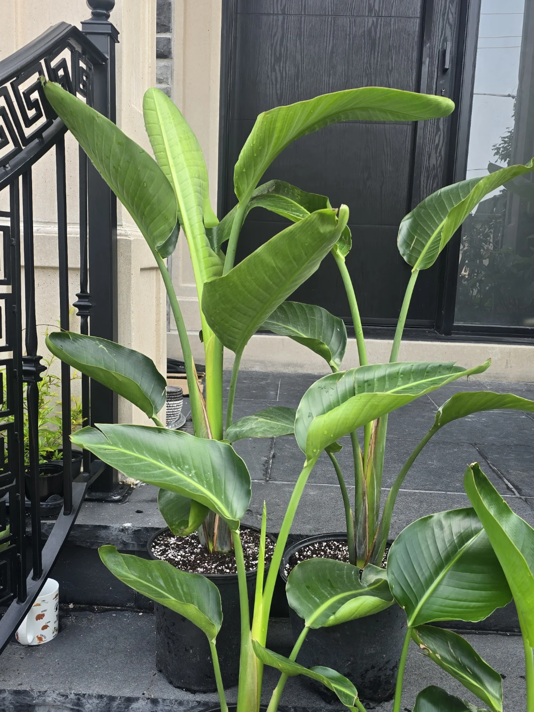 Bird of Paradise Plant Assortment - photo 4