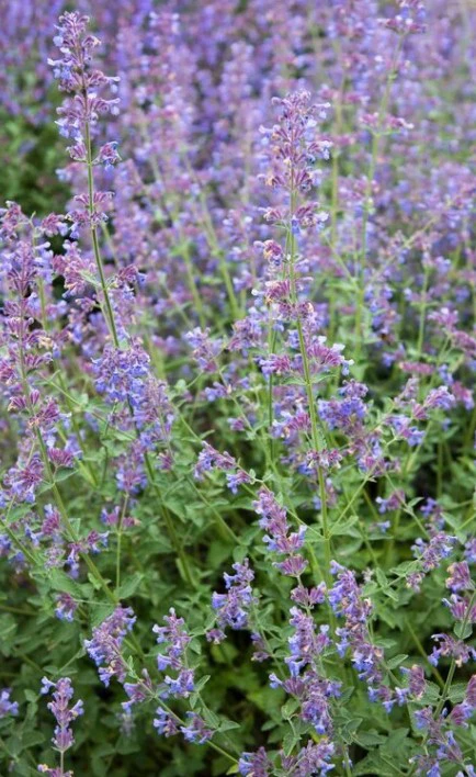 Nepeta (Catnip) Plant