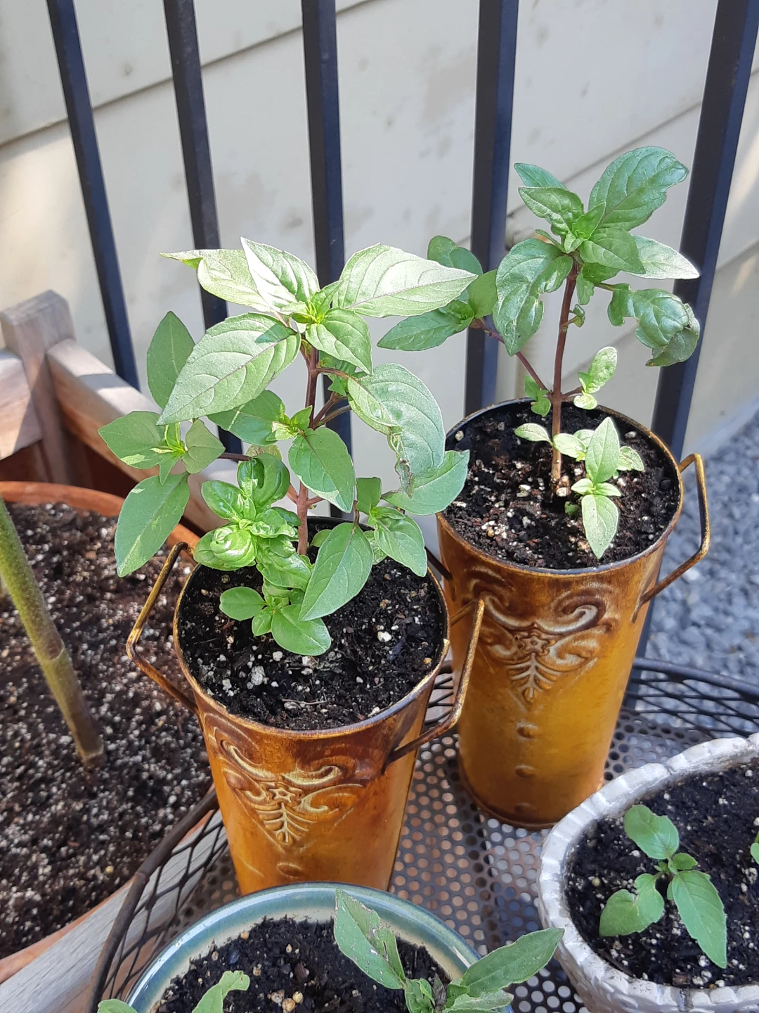 Basil plants - photo 2