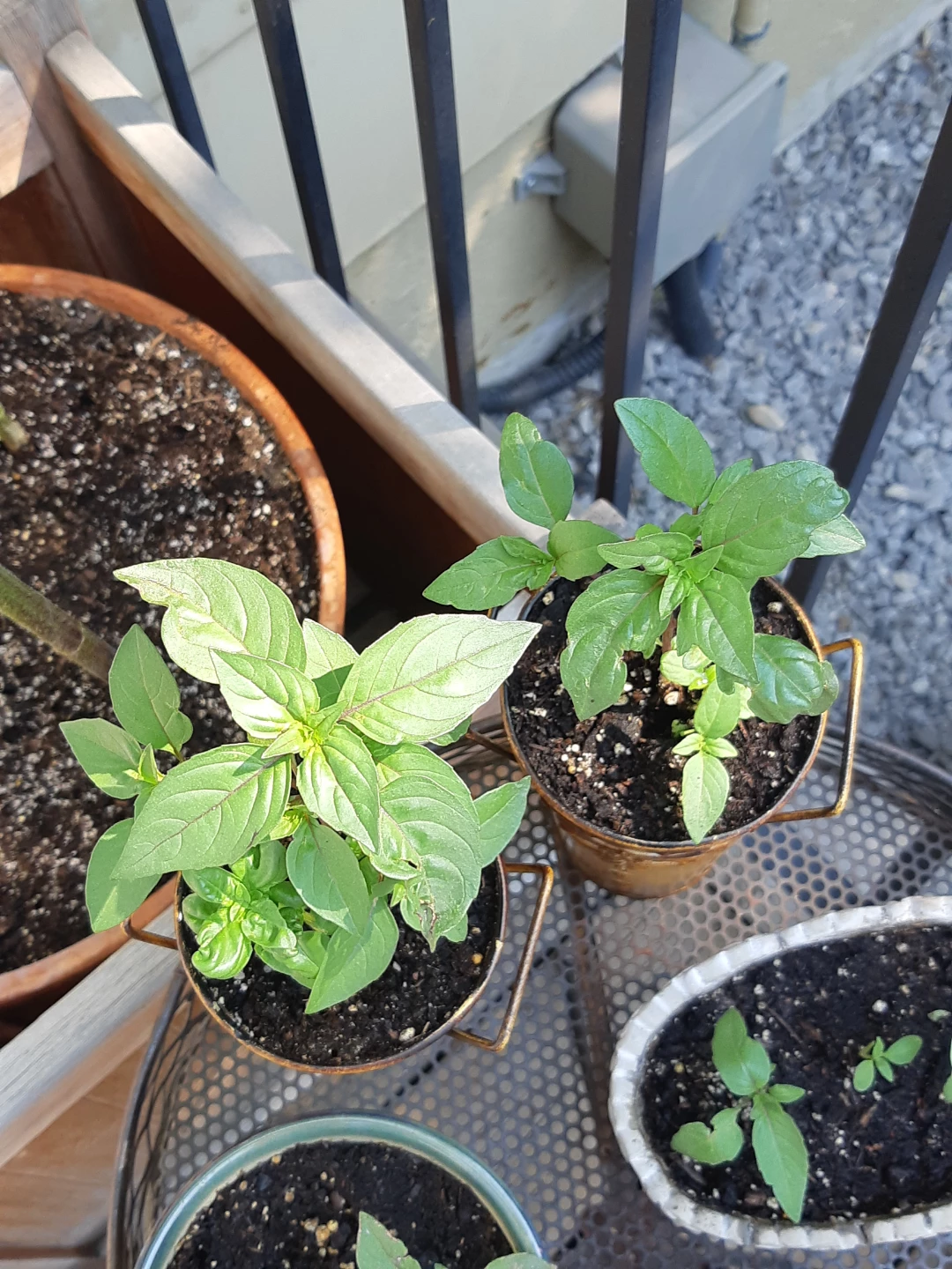 Basil plants - photo 4