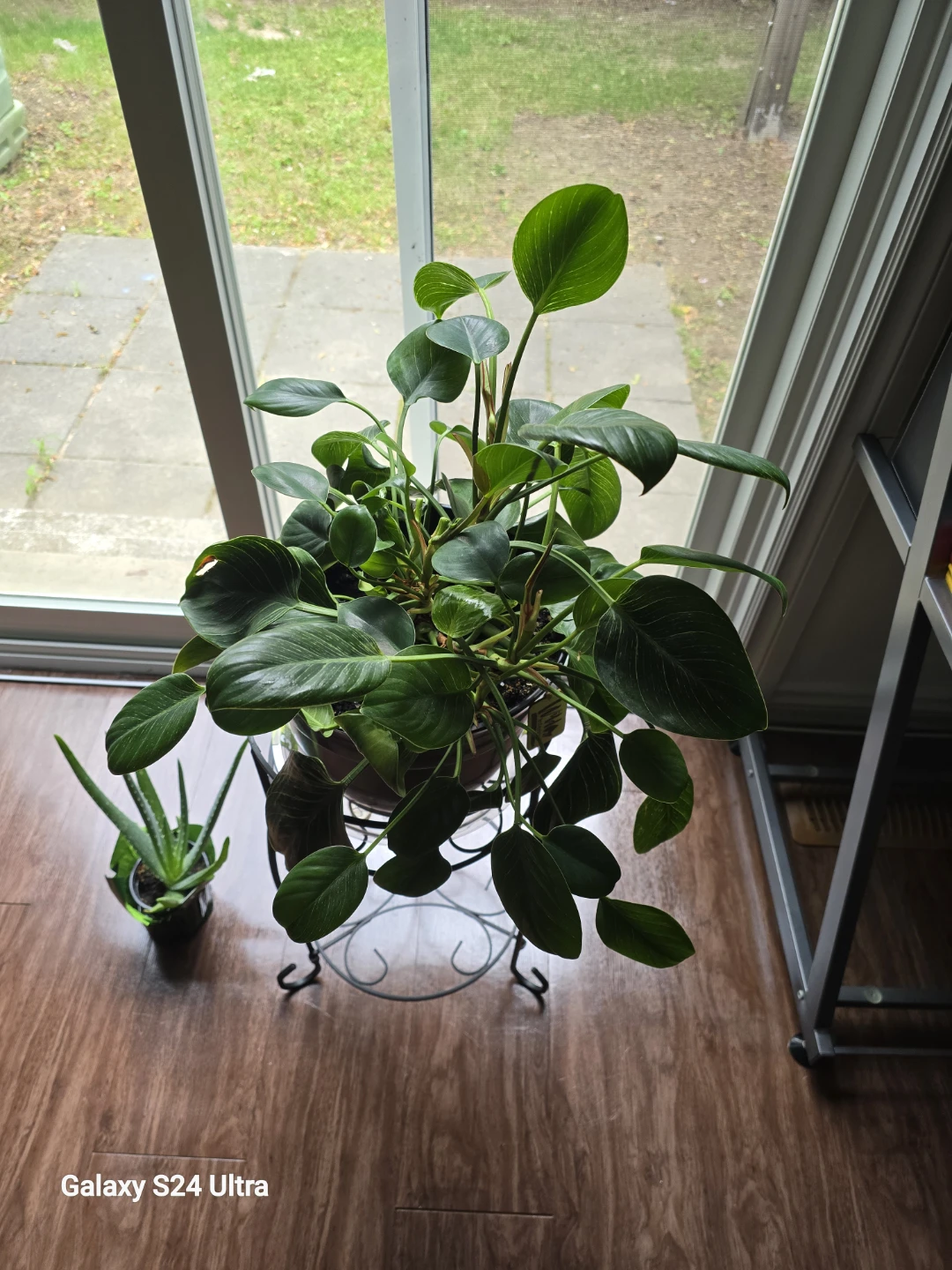 Wild Interiors Philodendron Birkin Plant
