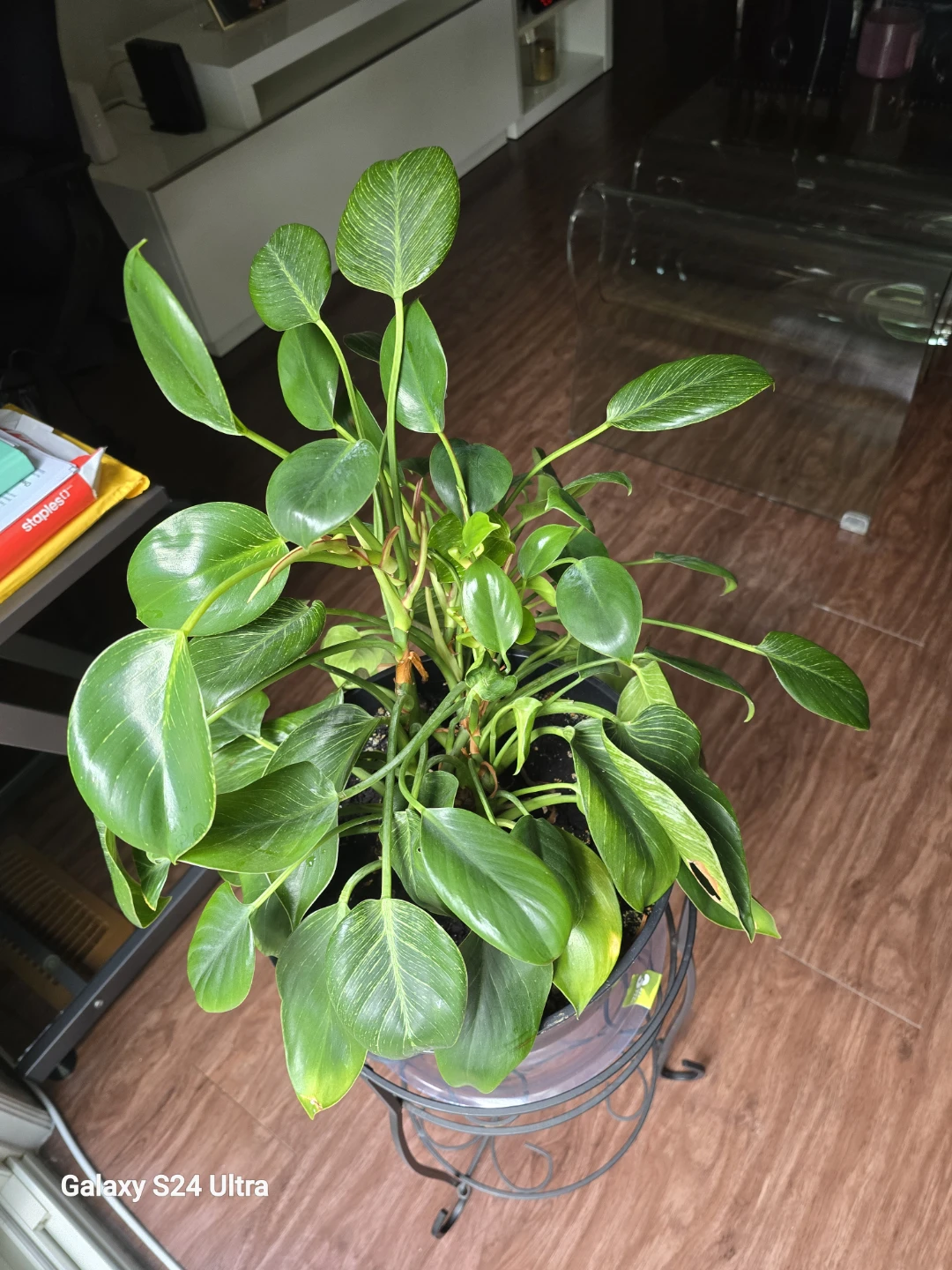 Wild Interiors Philodendron Birkin Plant - photo 2