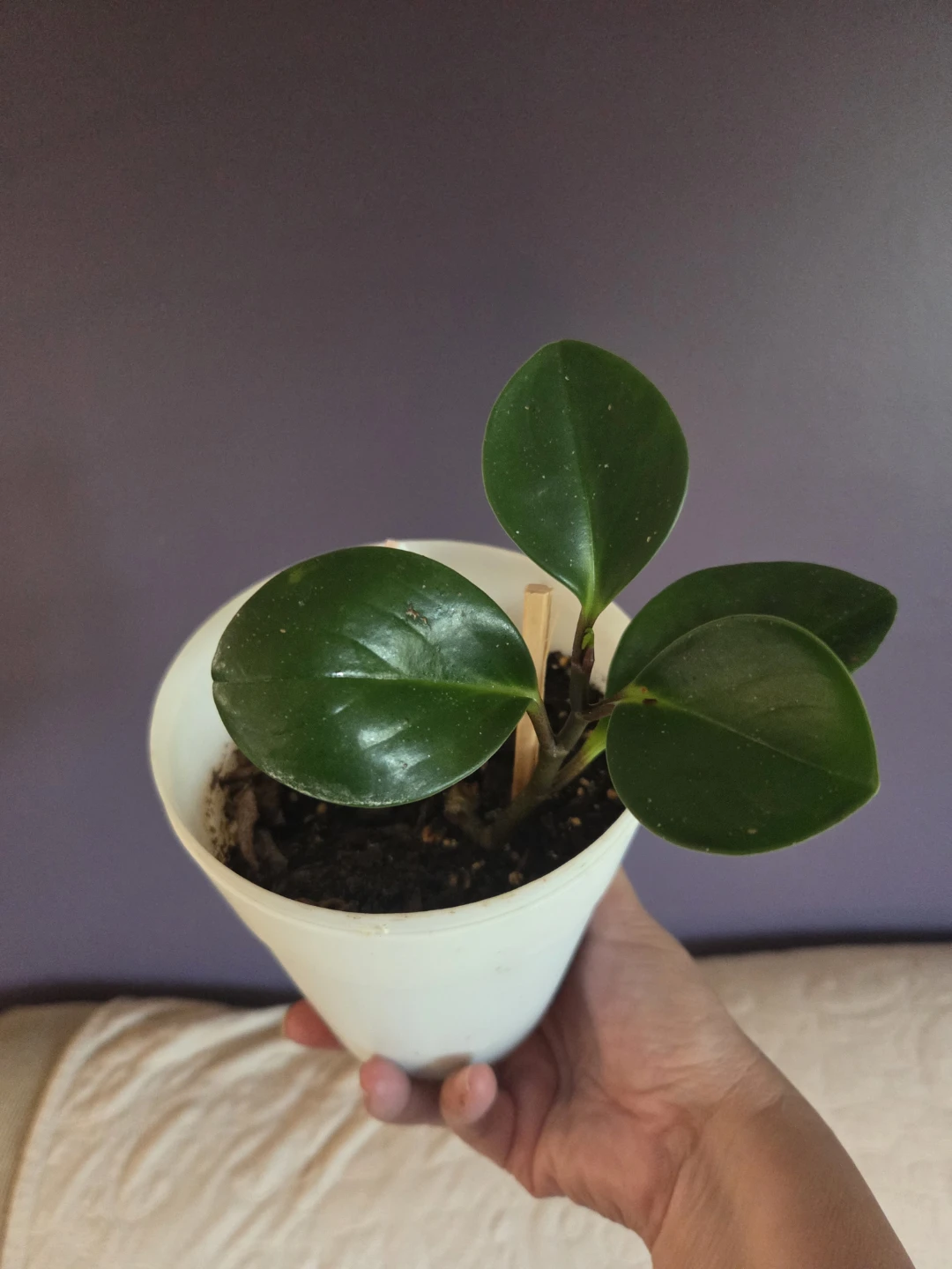 Easy-Care Emerald Green Peperomia (Fully Rooted 6” Pot)
