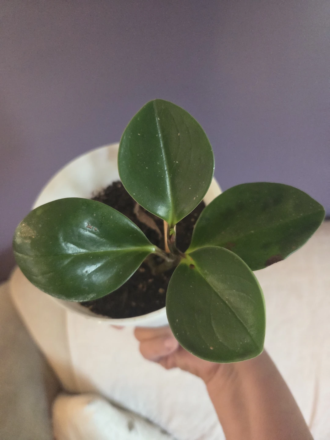 Easy-Care Emerald Green Peperomia (Fully Rooted 6” Pot) - photo 2