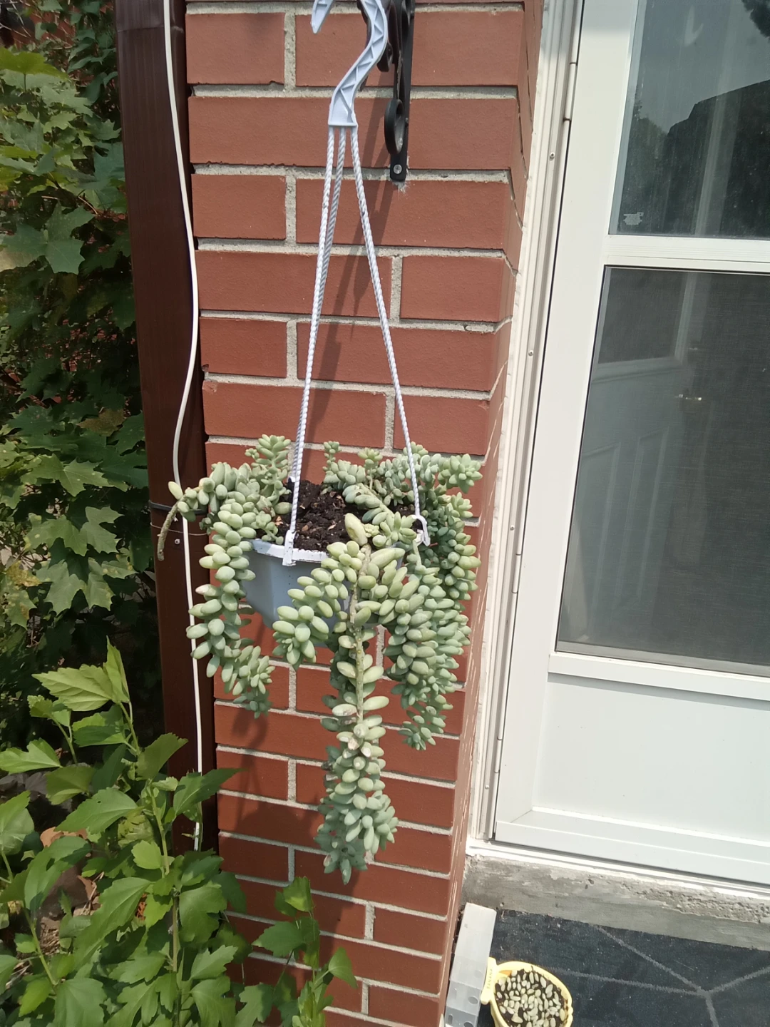 Hanging Burro's Tail Succulent Plant 6 inch pot