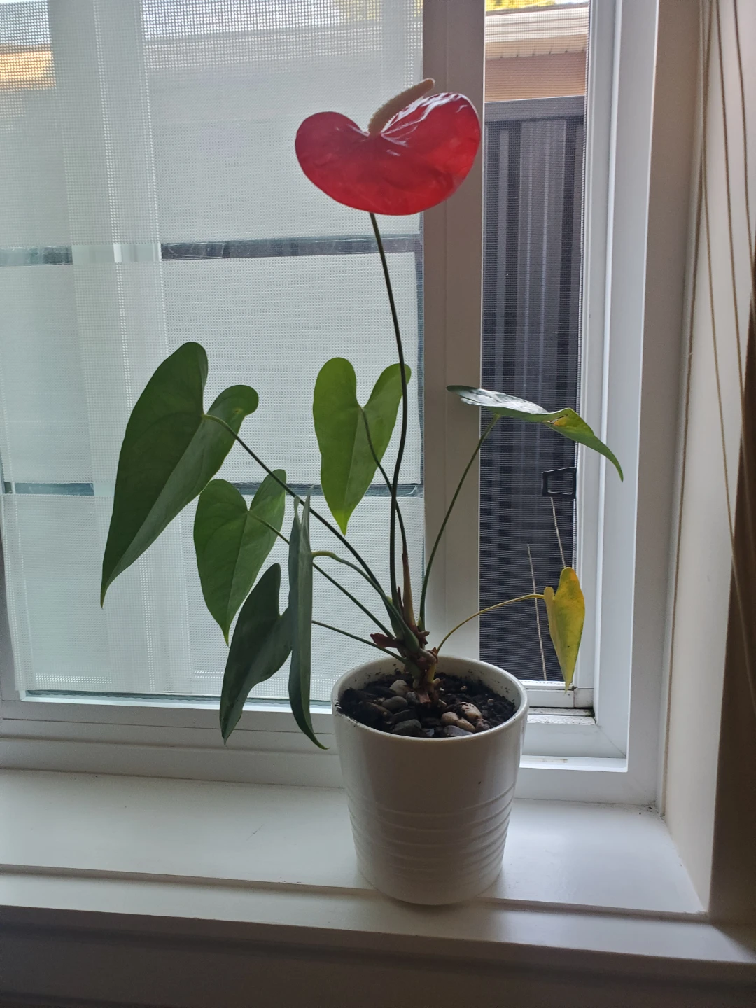 Different types of plants! - photo 5