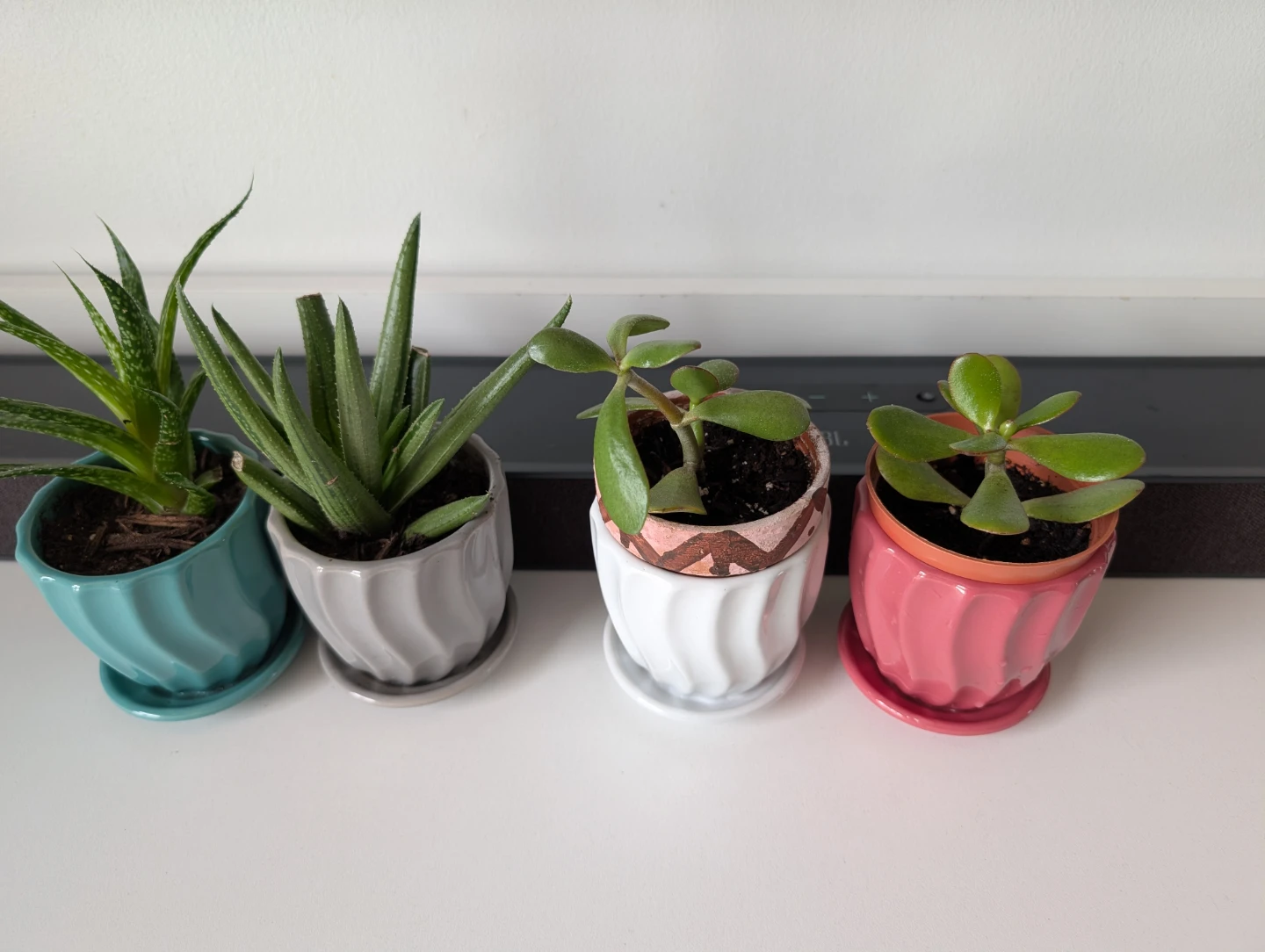 Plants with decorative pots