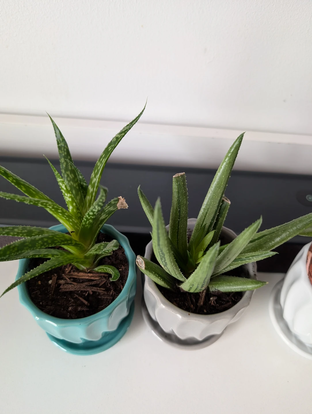 Plants with decorative pots - photo 2