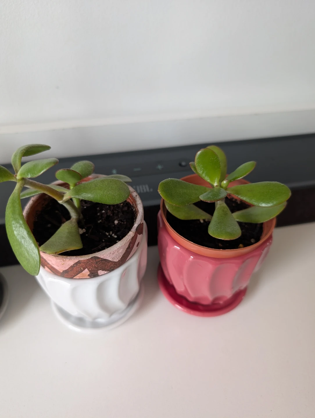 Plants with decorative pots - photo 3