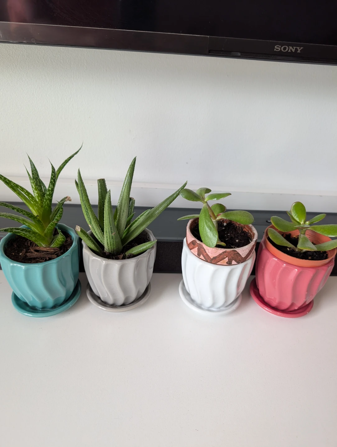 Plants with decorative pots - photo 4