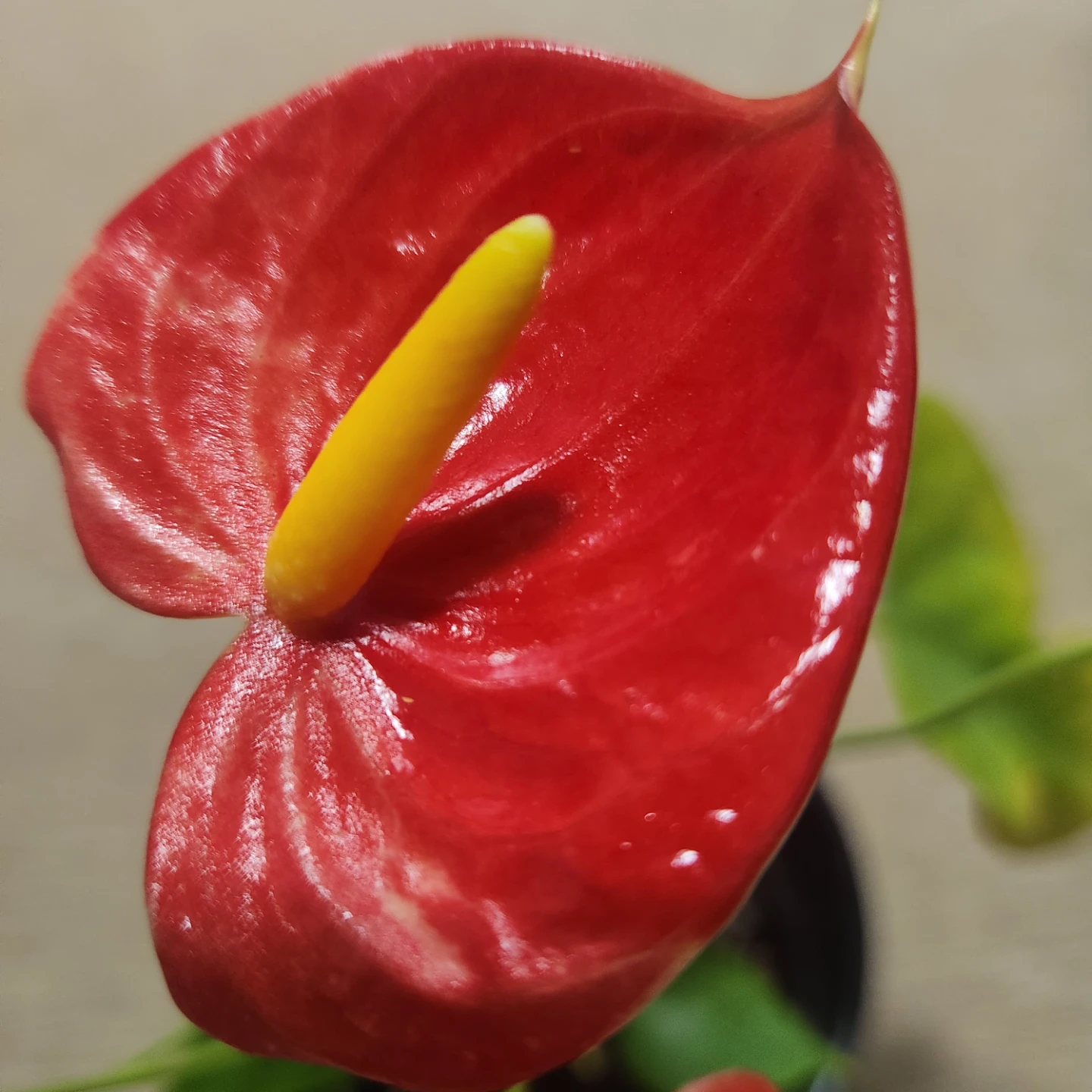 Potted Anthurium Plant - photo 2