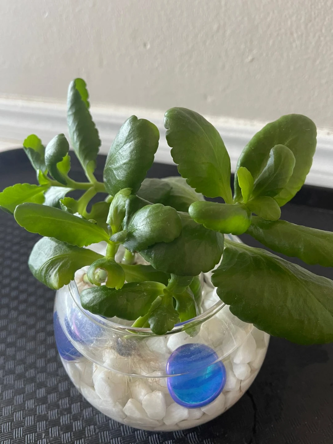 Kalanchoe Plant in Glass Bowl