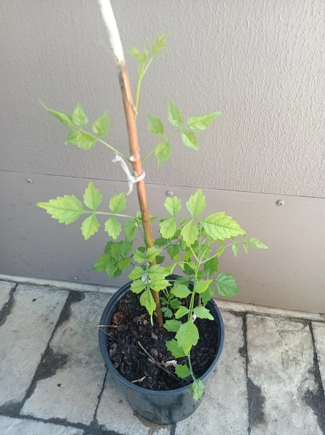 Orange Trumpet Vine Plant - photo 2