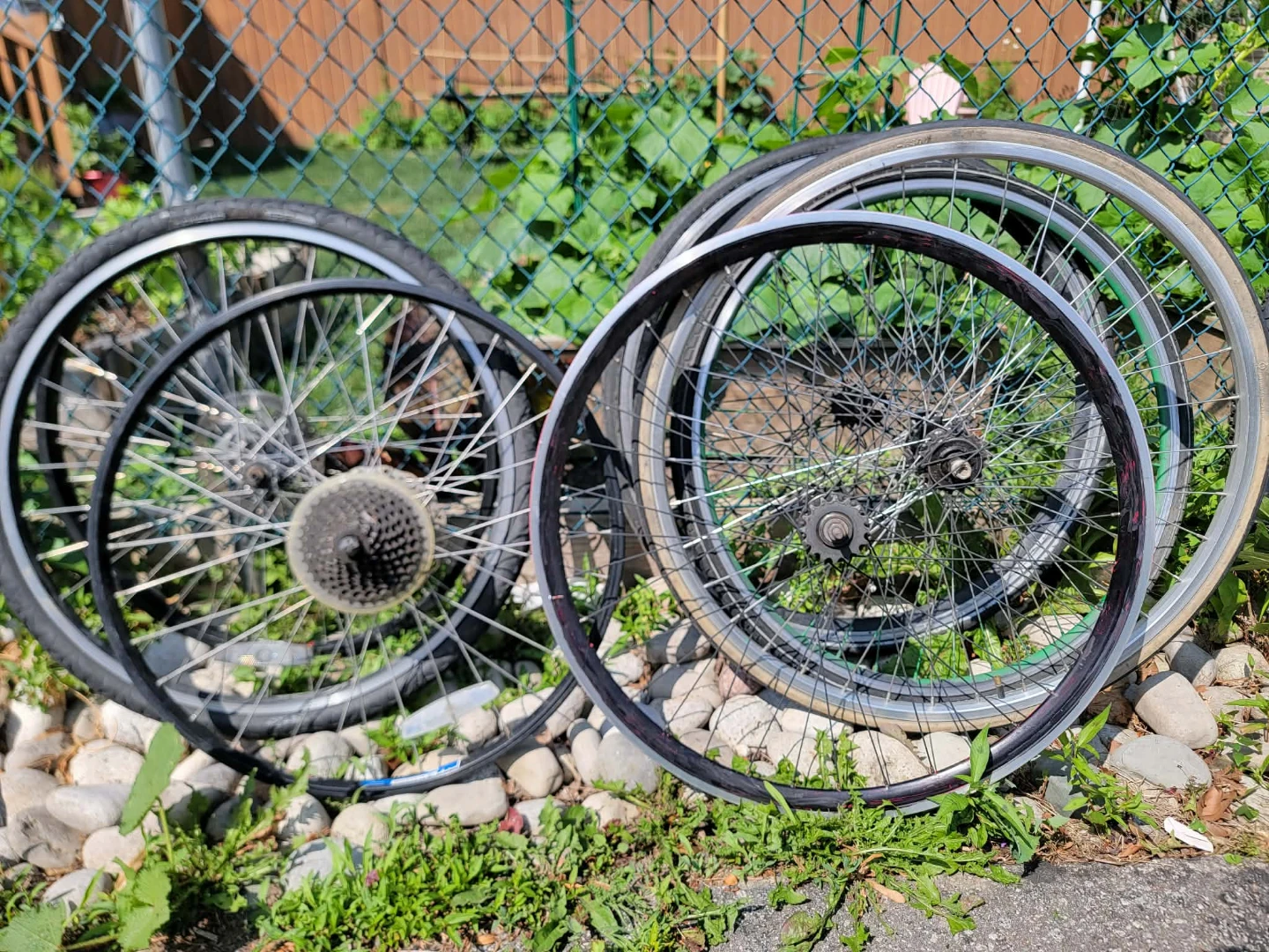 Assorted Bicycle Wheels