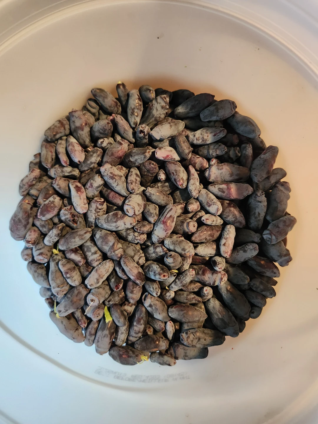 Fresh or Frozen Haskap Berries (summer only)