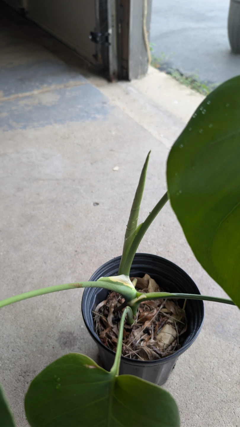 Monstera Deliciosa Plant - photo 4
