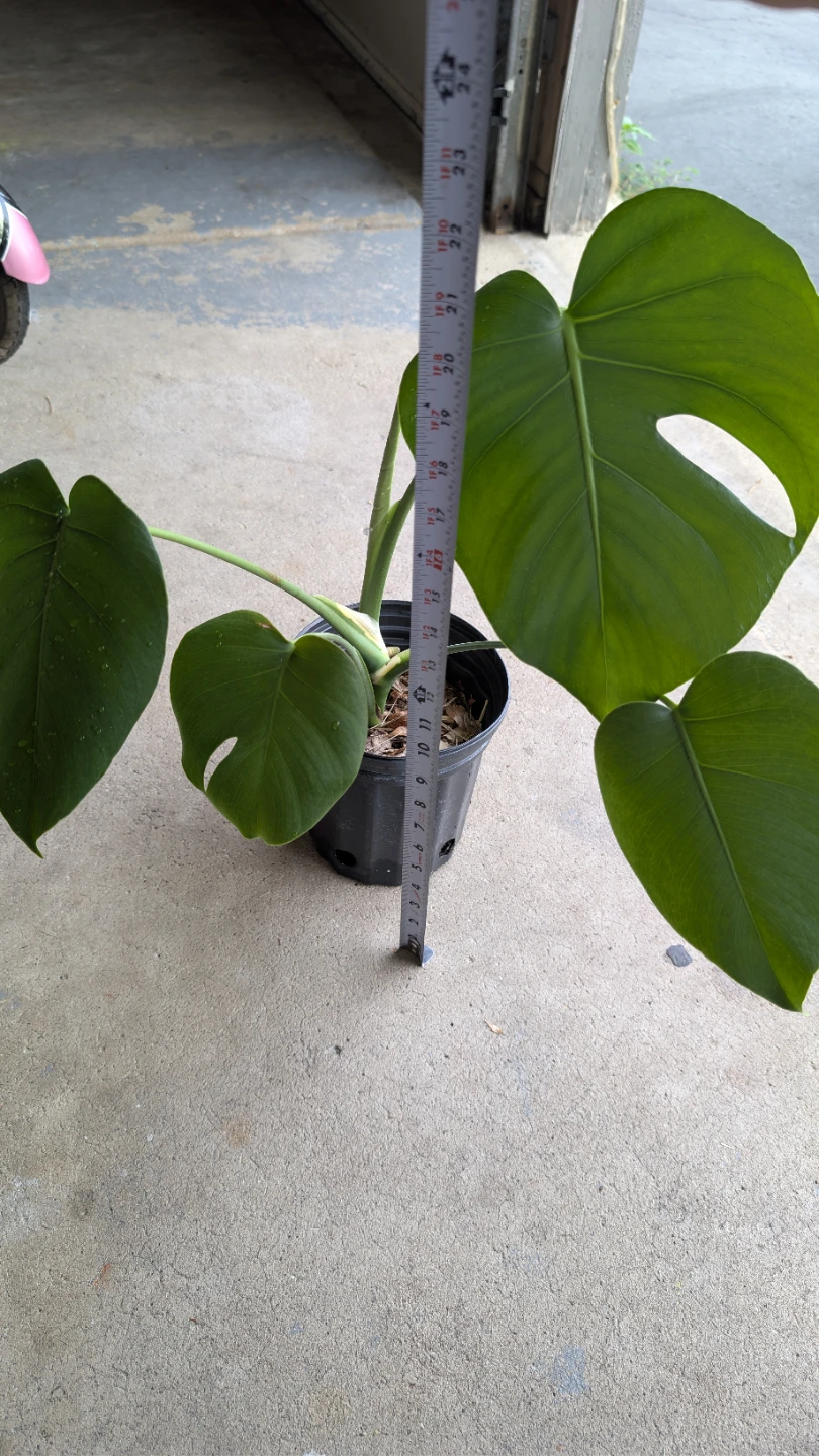 Monstera Deliciosa Plant