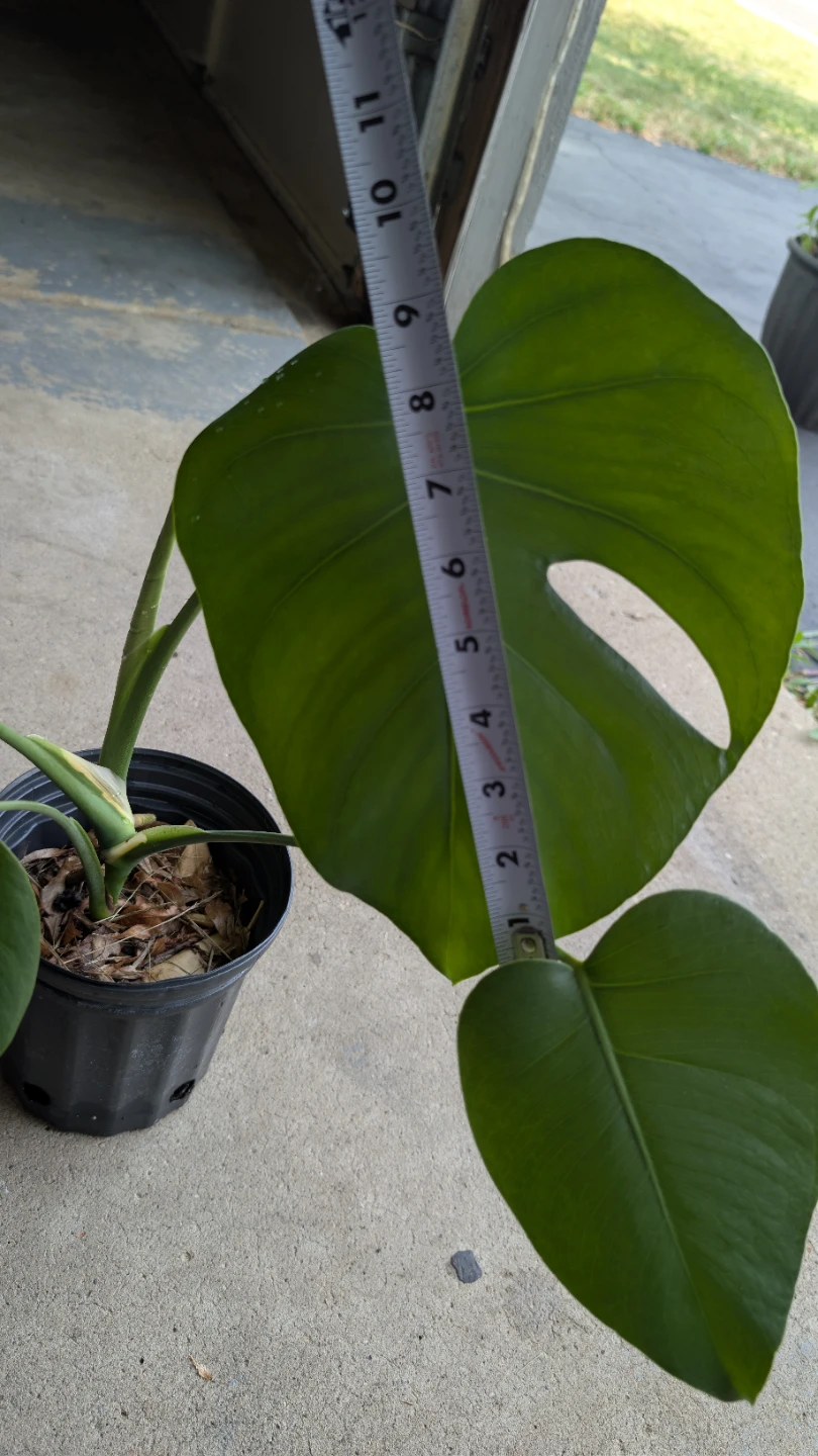 Monstera Deliciosa Plant - photo 5