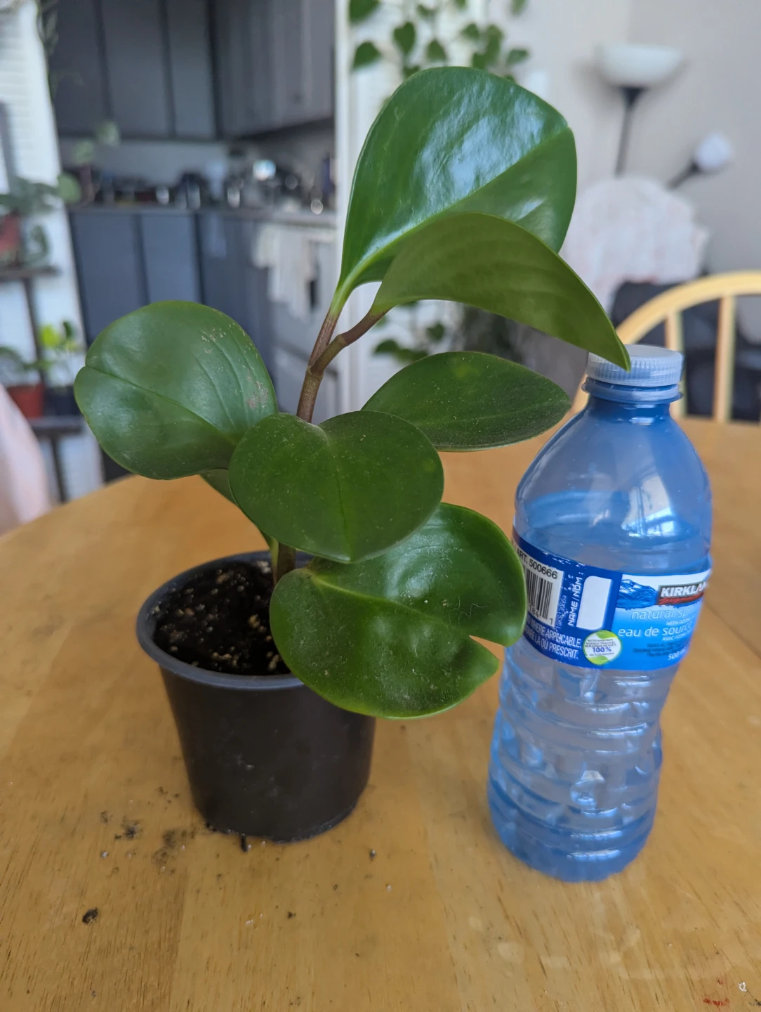 Peperomia Obtusifolia Plant