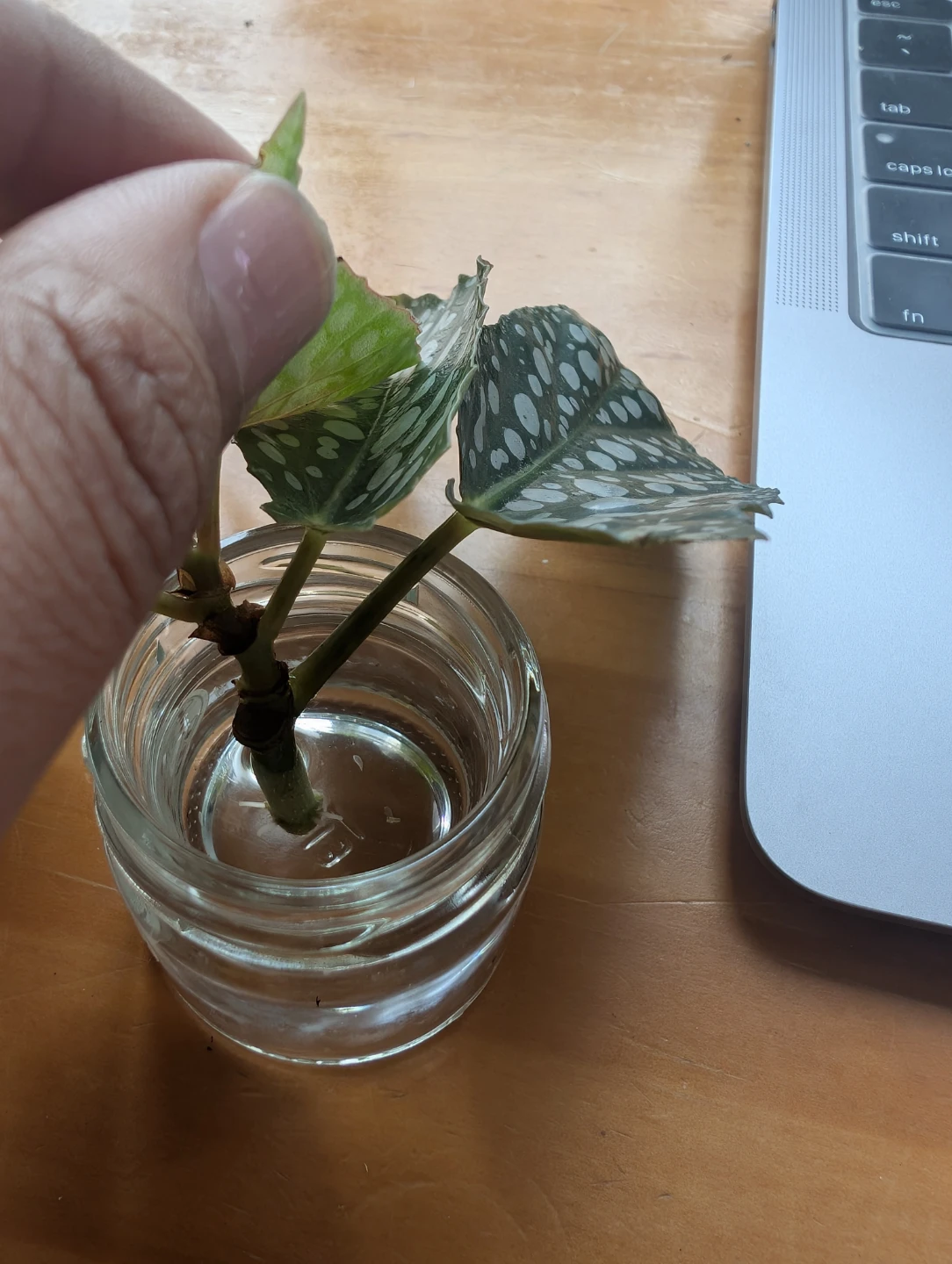 Begonia Maculata Cutting