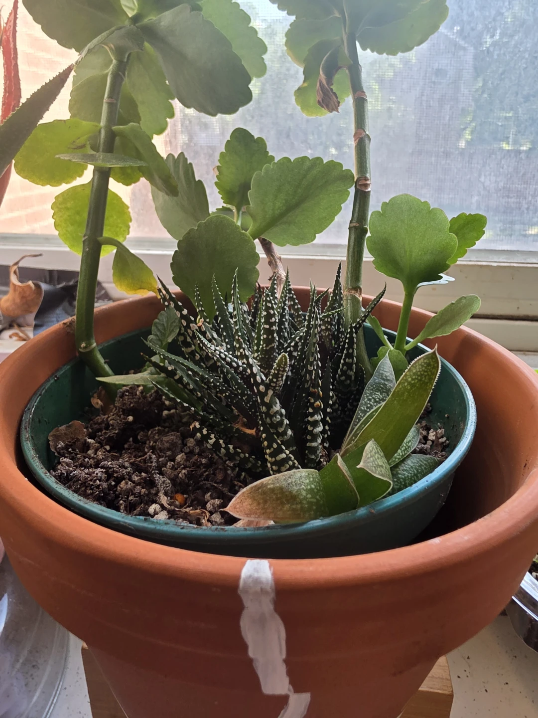 Succulent Plant in Terracotta Pot