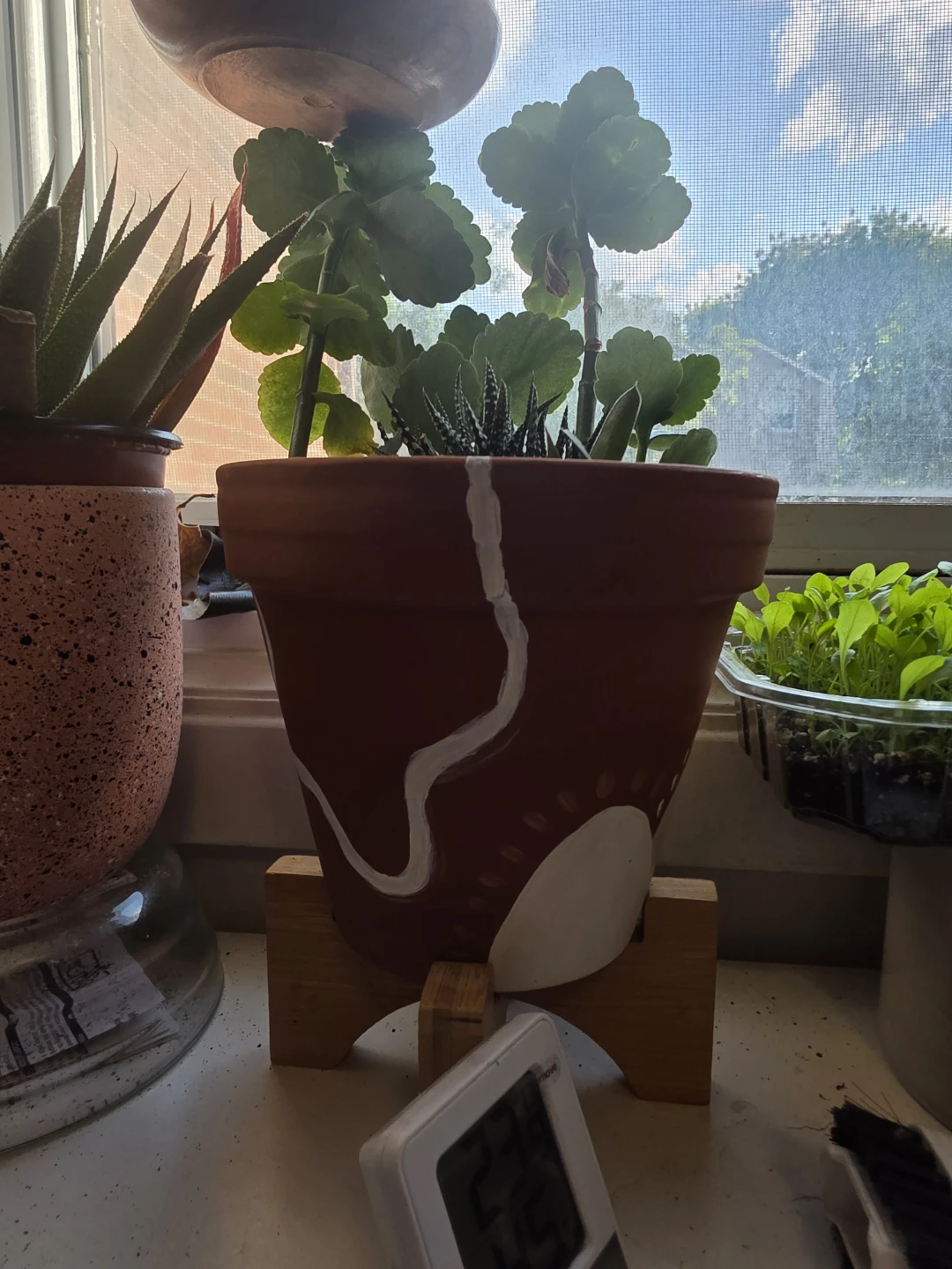 Succulent Plant in Terracotta Pot - photo 3