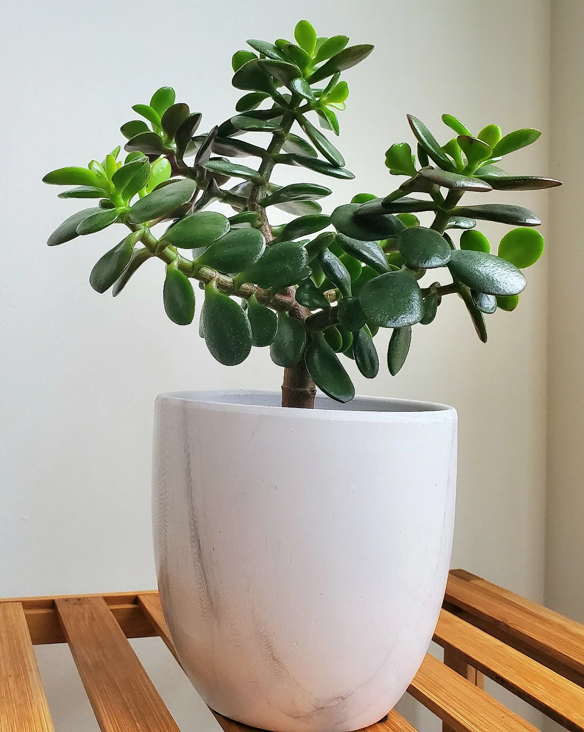 12" Tall Jade Plant in Ceramic Pot
