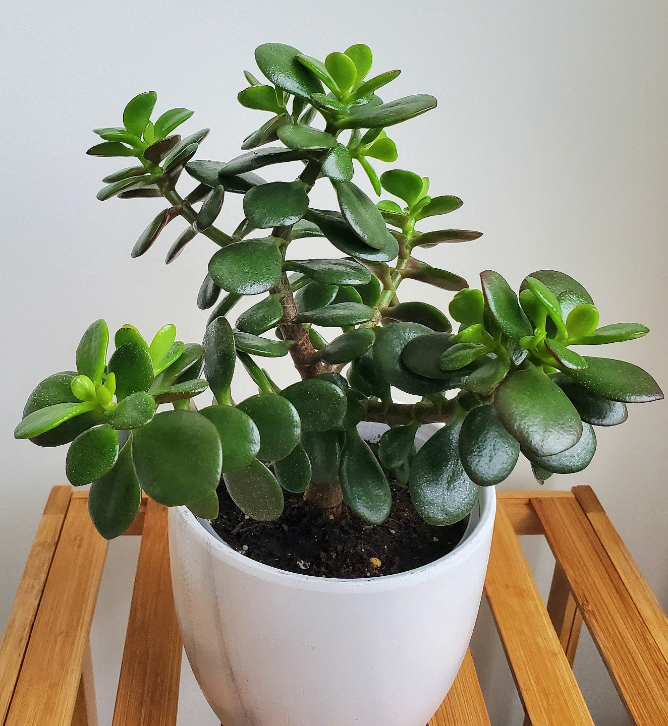 12" Tall Jade Plant in Ceramic Pot - photo 2