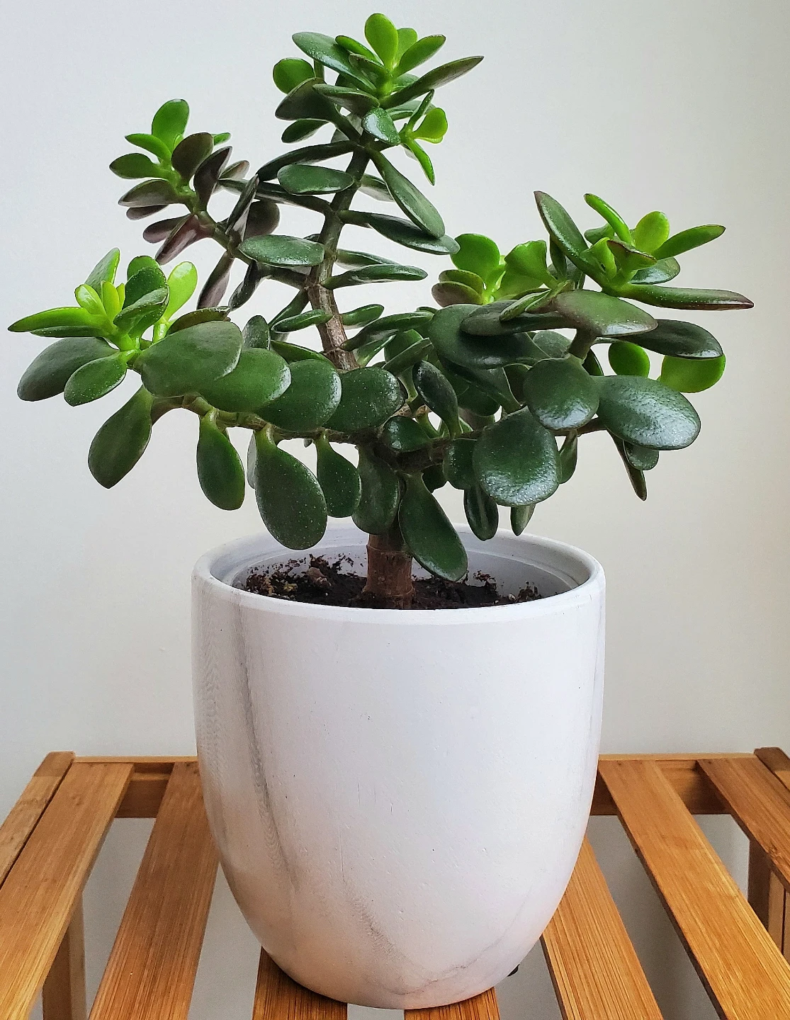 12" Tall Jade Plant in Ceramic Pot - photo 3