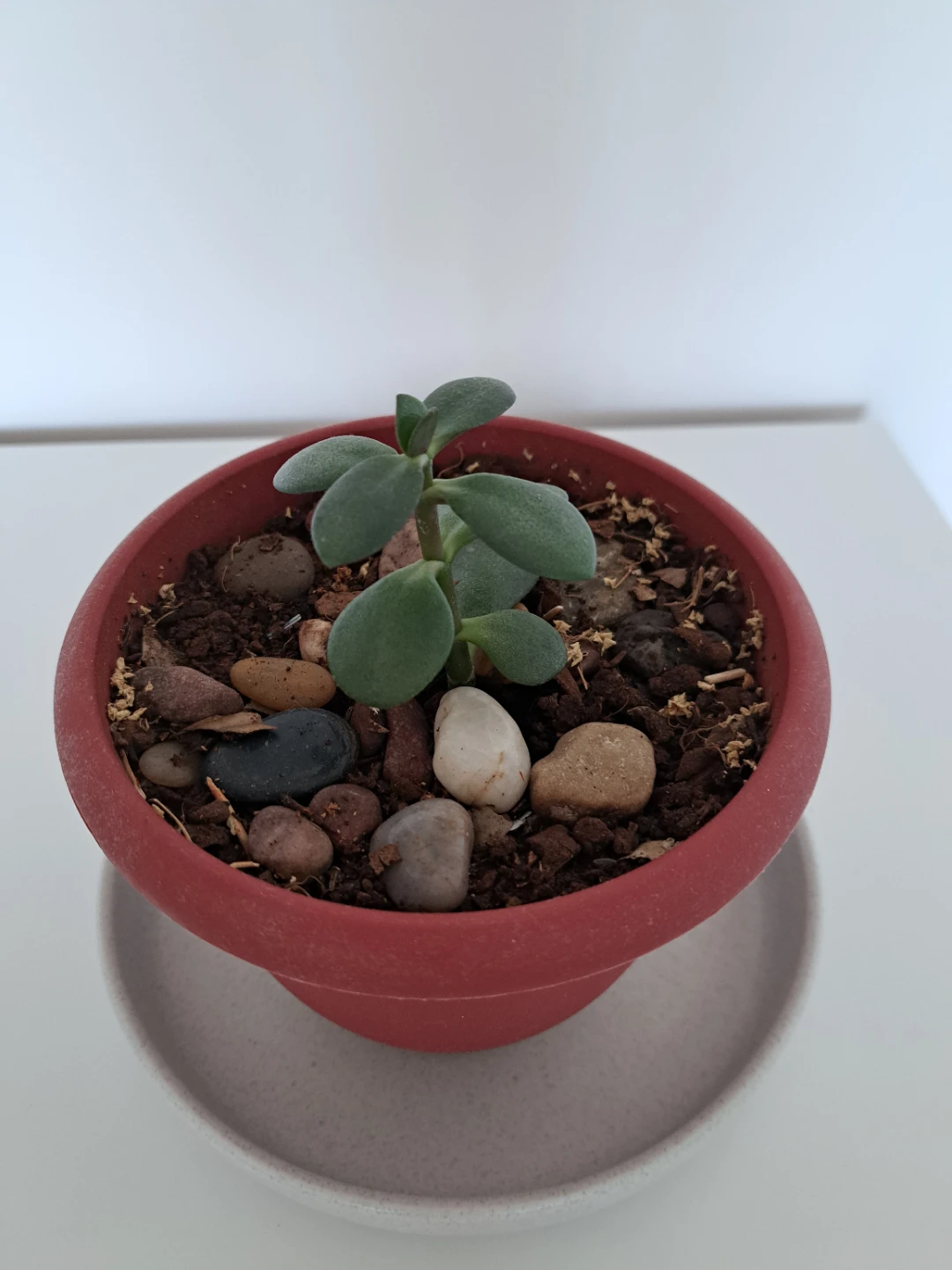 Small Potted Succulent Plant