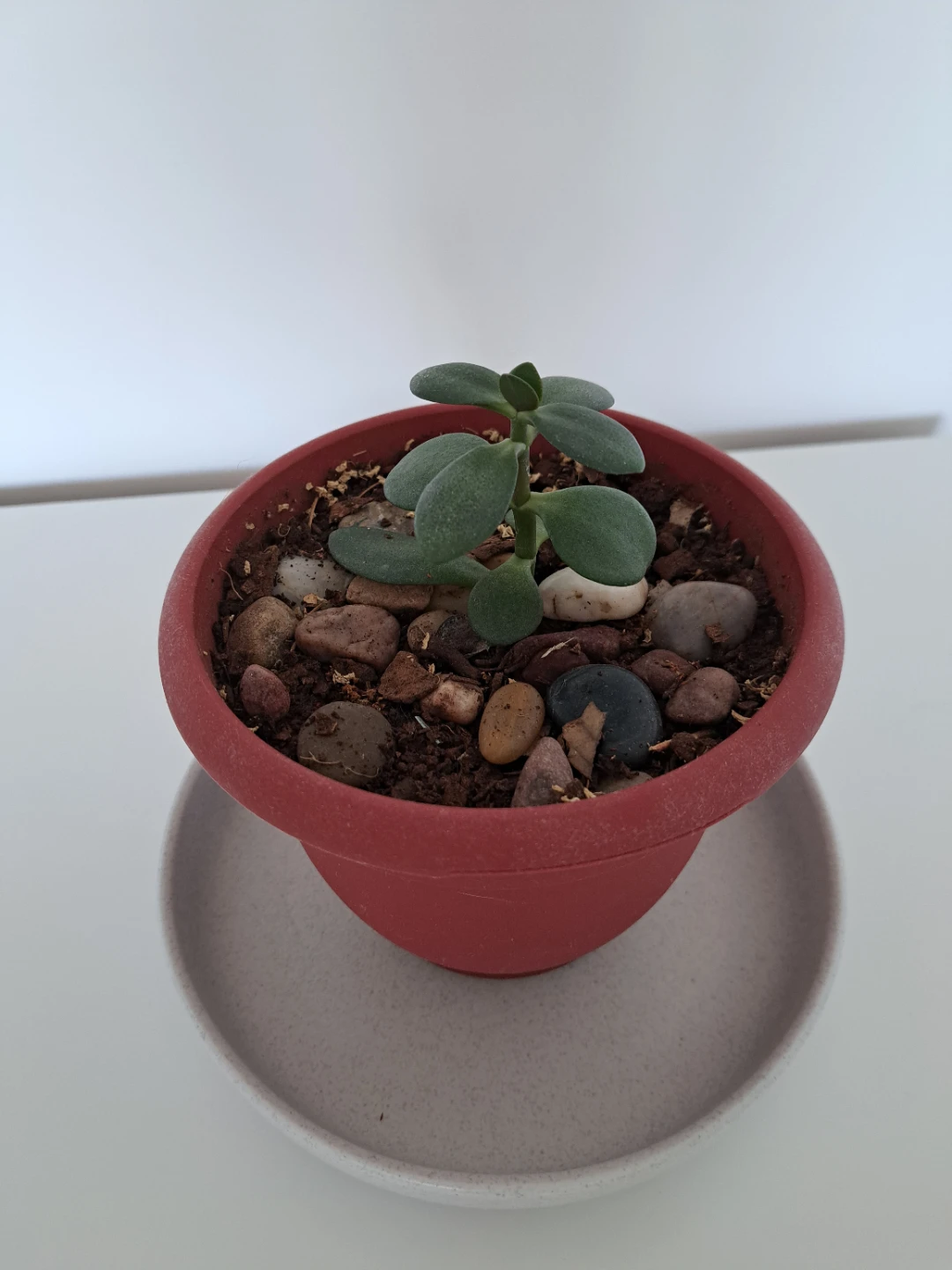 Small Potted Succulent Plant - photo 2