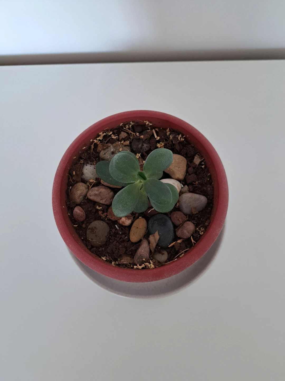 Small Potted Succulent Plant - photo 3