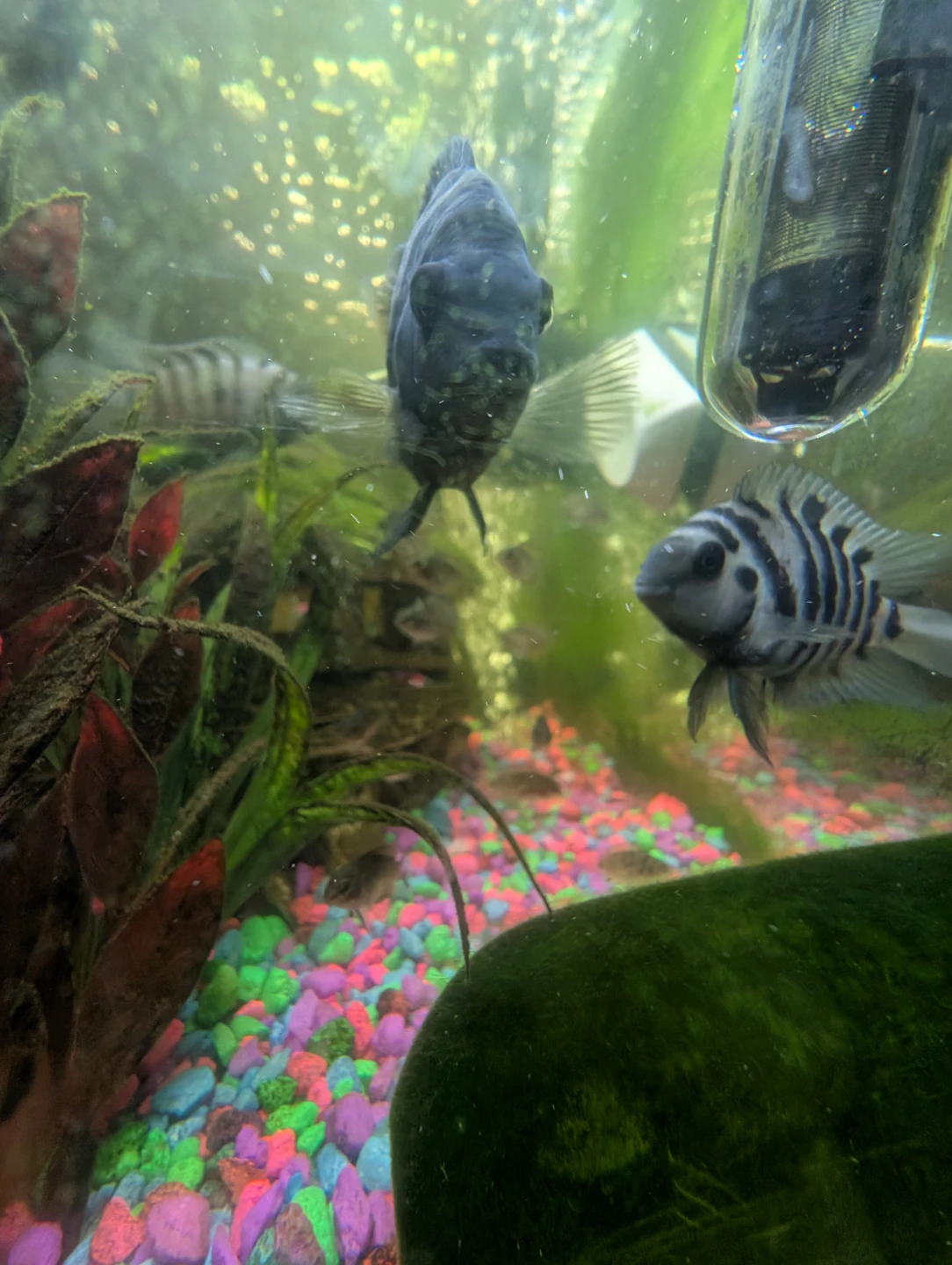Aquarium Cichlid Fish - Assorted sizes - photo 5
