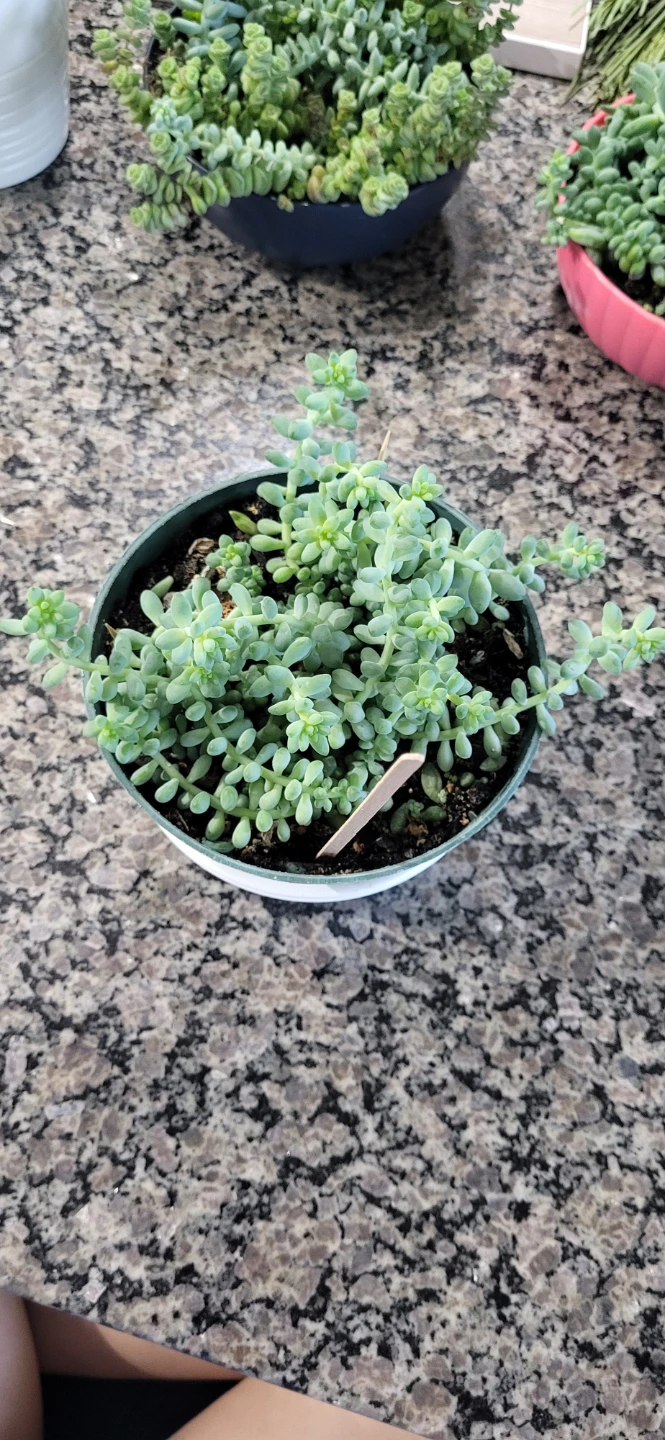 Burro's Tails