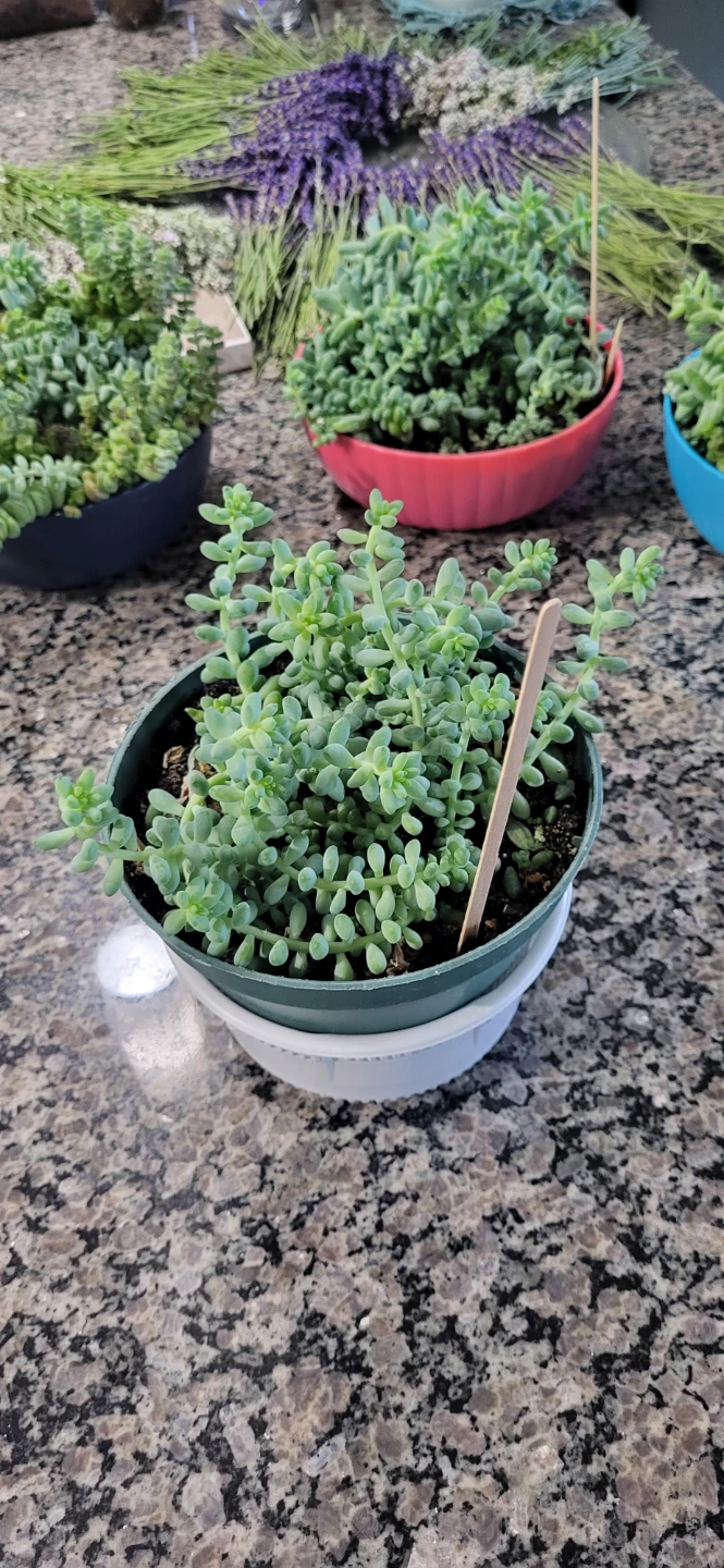 Burro's Tails - photo 4