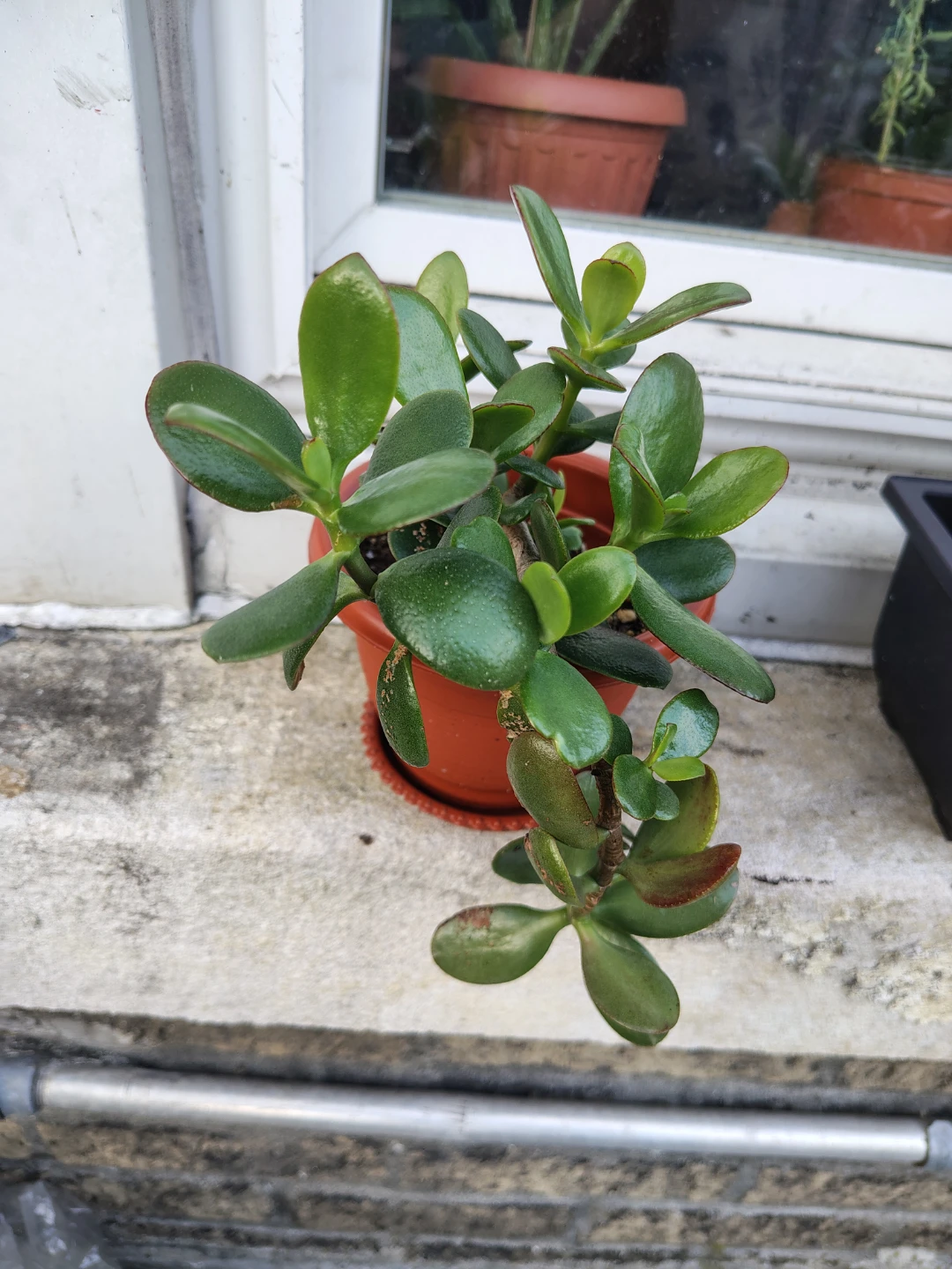 Jade Plant in Terracotta Pot $13