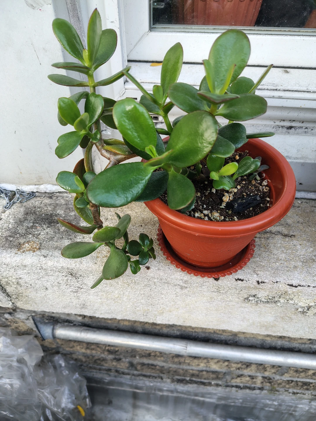 Jade Plant in Terracotta Pot $13 - photo 2