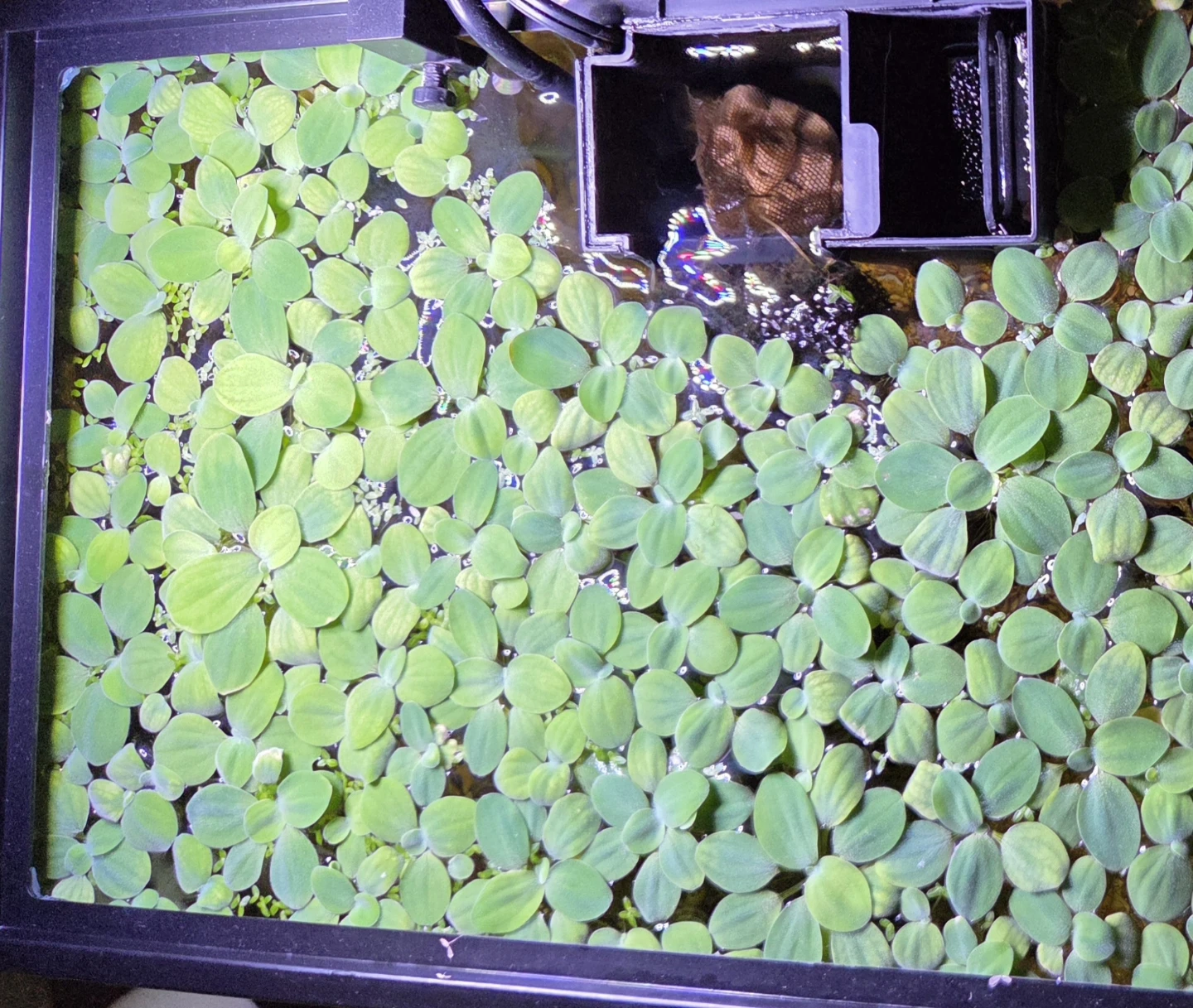 Floating Aquarium Plants Water Lettuce