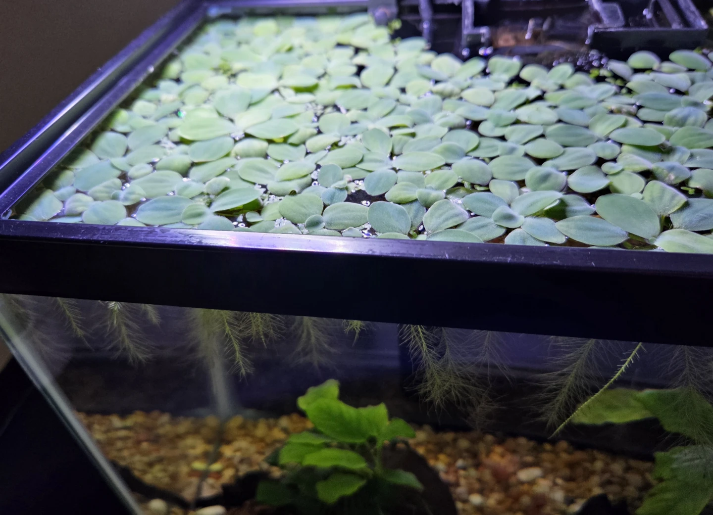 Floating Aquarium Plants Water Lettuce - photo 2