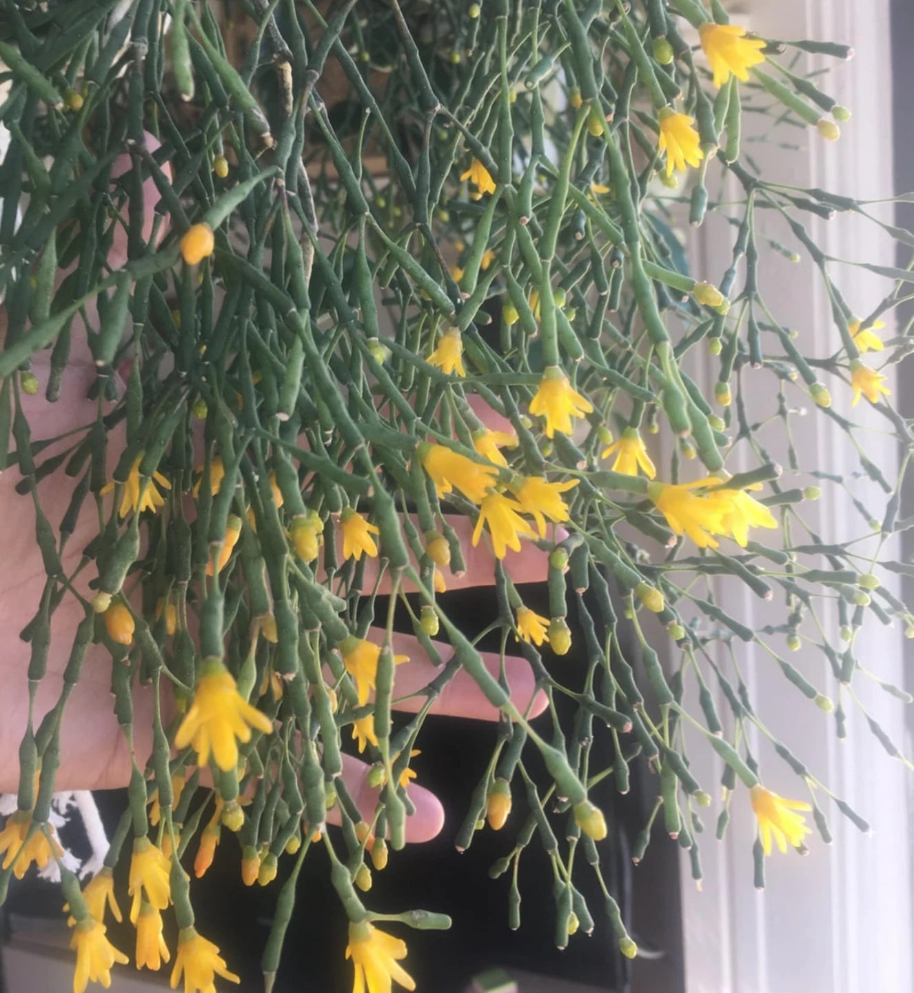 Health Indoor Dancing Bones Cactus (Hatiora salicornoides) - photo 2