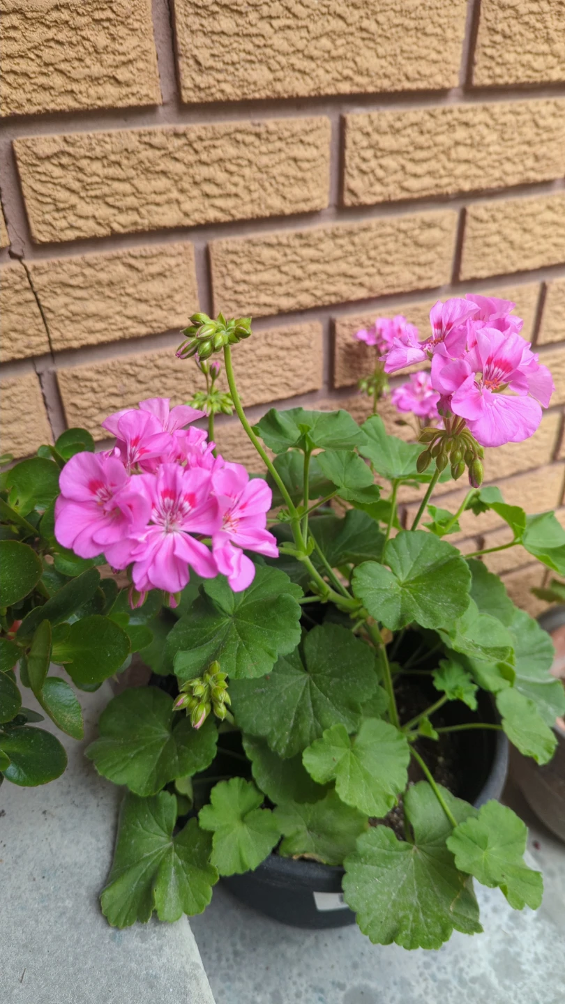 Pink Geranium Plant in Pot