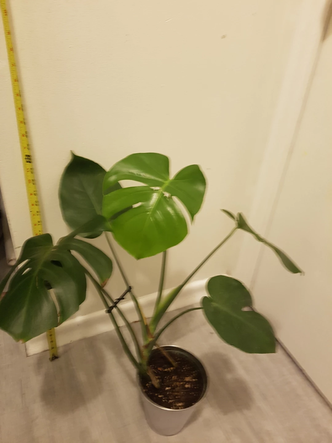 Monstera Plant - photo 2