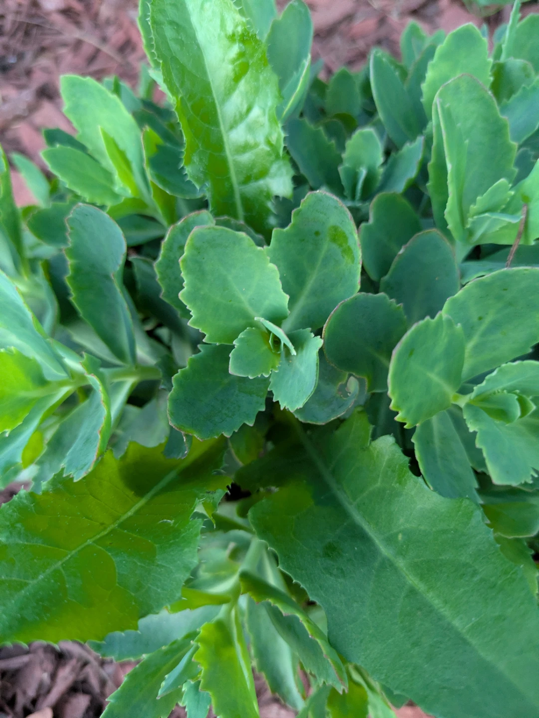 Sedum Plant