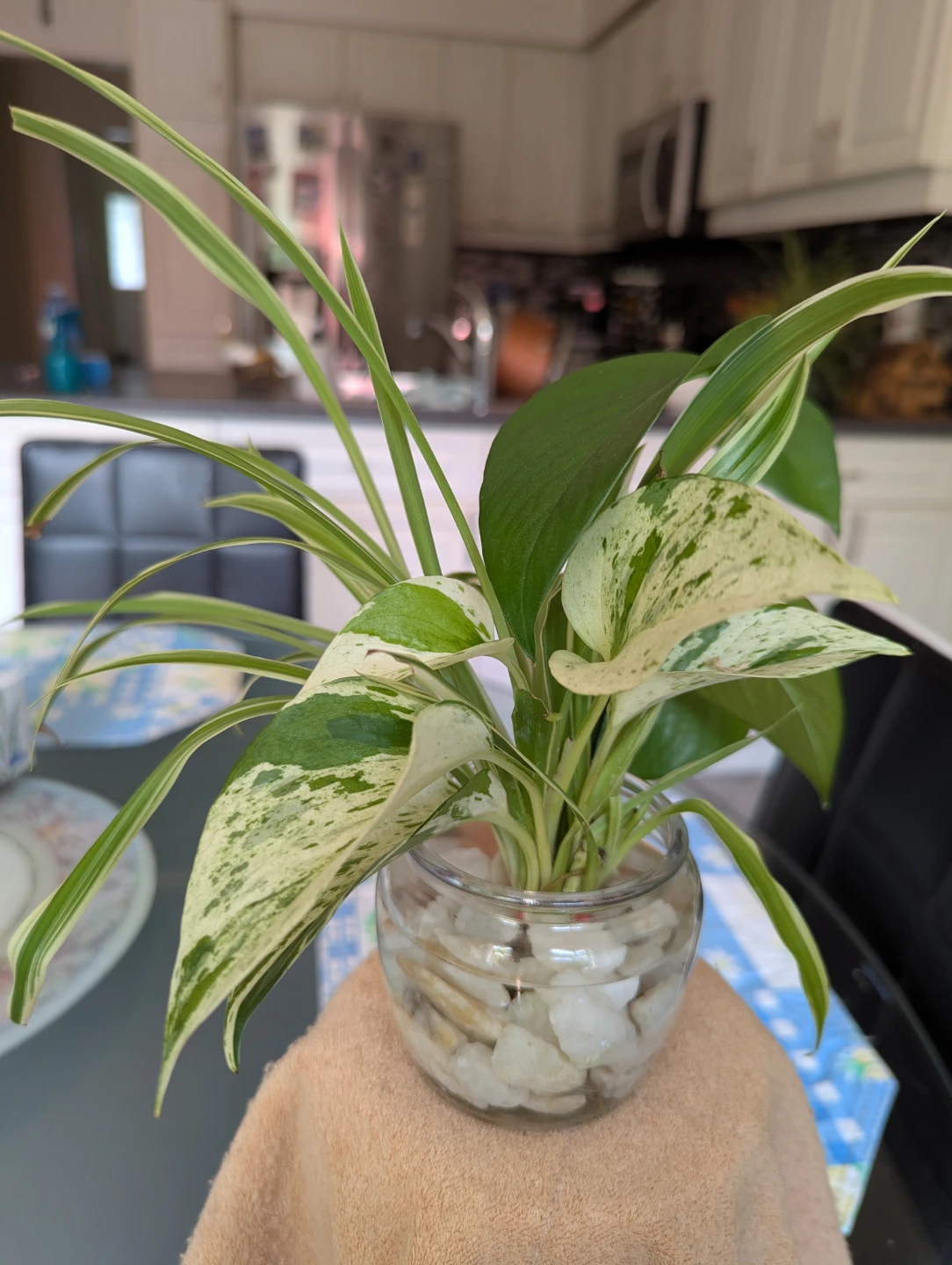 Spider Plant and Pothos in Glass Vase